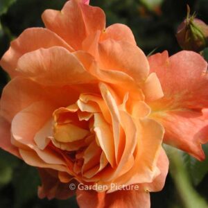 Rosa 'Korlawe' (WESTERLAND)