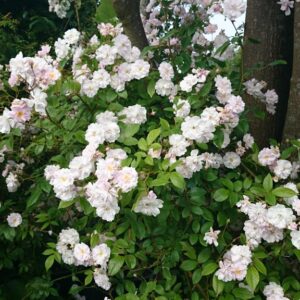 Rosa 'Lenalbi' (GUIRLANDE D'AMOUR)