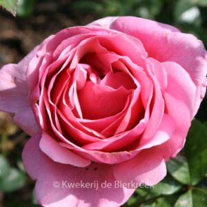 Rosa 'Meiclusif' (LINE RENAUD)