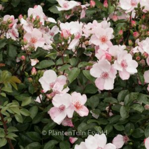 Rosa 'Meiguimov' (SWEET PRETTY)