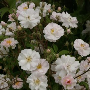 Rosa 'Paul's Himalayan Musk'
