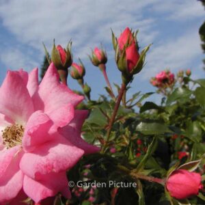 Rosa 'Tanotax' (MIRATO)