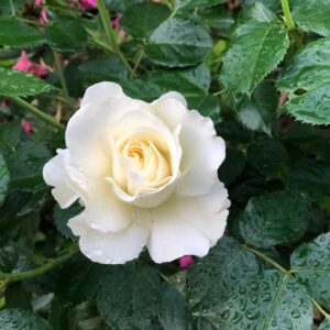 Rosa 'White Meilove'