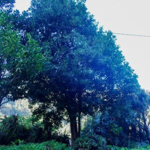 Rudbeckia laciniata 'Goldquelle'