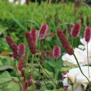 Sanguisorba menziesii