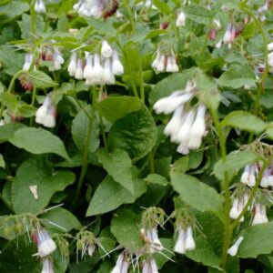 Symphytum grandiflorum 'Blaue Glocke'