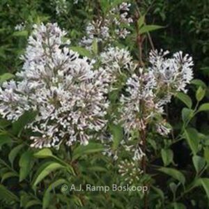 Syringa chinensis 'Alba'
