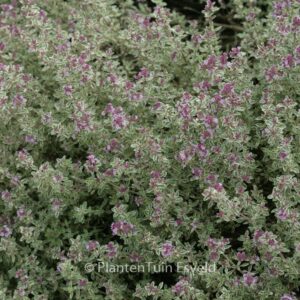 Thymus citriodorus 'Silver Queen'