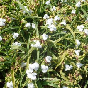 Tradescantia andersoniana 'Innocence'