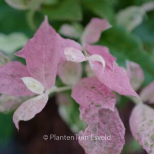 Vaccinium corymbosum 'Hoogi045' (FLAMINGO)