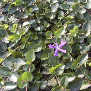 Vinca balcanica