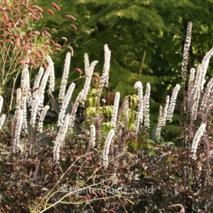 Actaea simplex 'James Compton'