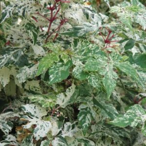 Ampelopsis glandulosa 'Elegans'