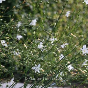 Anthericum liliago