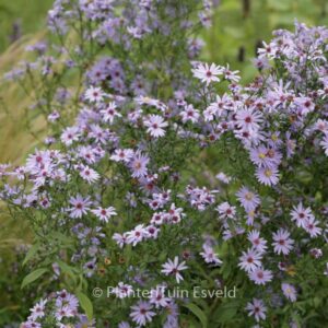 Aster cordifolius 'Blue Heaven'