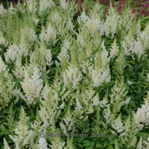 Astilbe 'Weisse Gloria'