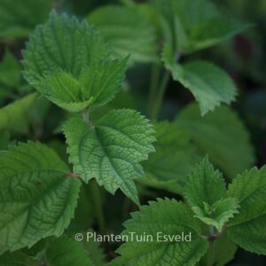 Boehmeria cylindrica