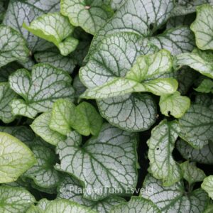 Brunnera macrophylla 'Mr. Morse'