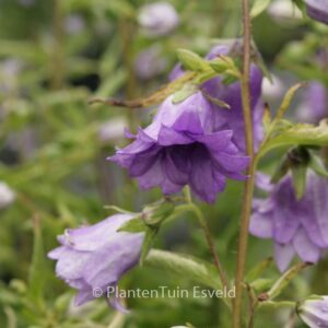 Campanula trachelium 'Bernice'