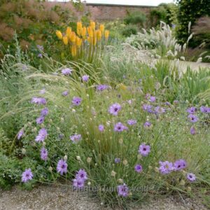 Catananche caerulea 'Major'