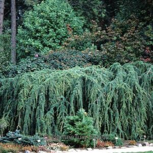 Cedrus libani 'Pendula'