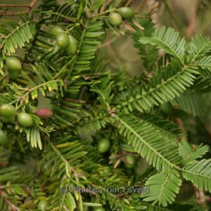 Cephalotaxus harringtonia