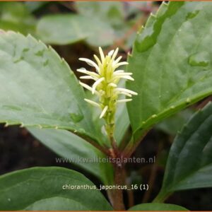 Chloranthus japonicus