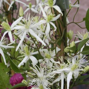 Clematis flammula