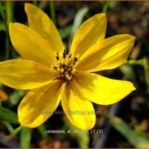 Coreopsis 'El Dorado'