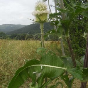 Dipsacus laciniatus