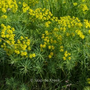 Euphorbia cyparissias