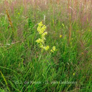 Galium sylvaticum
