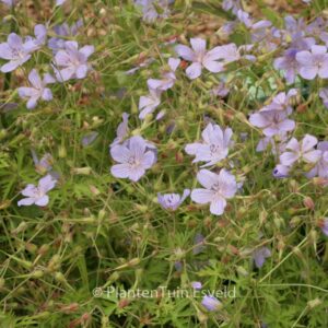 Geranium 'Blue Cloud'
