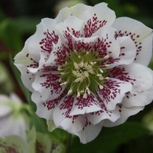 Helleborus orientalis 'Double Ellen White Spotted'