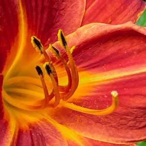 Hemerocallis 'Chewonki'