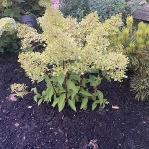 Hydrangea paniculata 'Coussine' (PETITE FLORI)