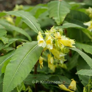Impatiens omeiana 'Ice Storm'