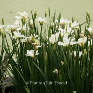 Iris sibirica 'Gull's Wing'