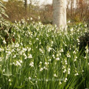Leucojum aestivum 'Gravetye Giant'