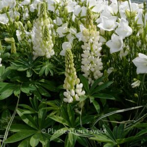 Lupinus 'Camelot White'