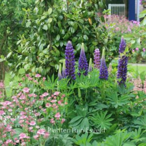 Lupinus 'Gallery Blue'