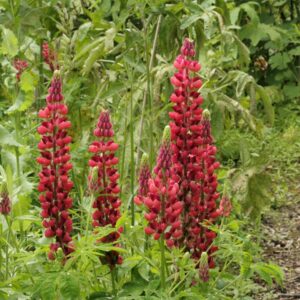 Lupinus 'Gallery Red'