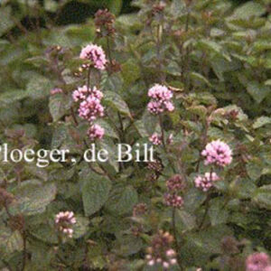 Mentha rotundifolia 'Eau de Cologne'