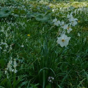 Narcissus poeticus var. recurvus