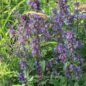 Nepeta grandiflora 'Bramdean'