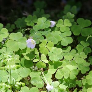 Oxalis acetosella