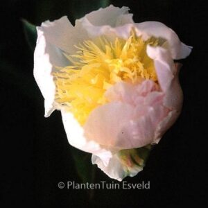 Paeonia 'Angel Cheeks'