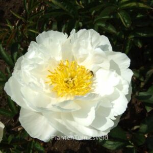 Paeonia 'Miss America'
