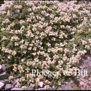 Paronychia kapela ssp. serpyllifolia