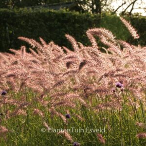 Pennisetum orientale 'Karley Rose'